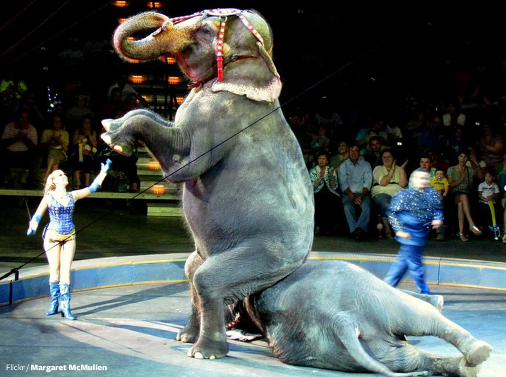 Circus elephant balancing and performing tricks in a blue-floored arena with trainers in the background.