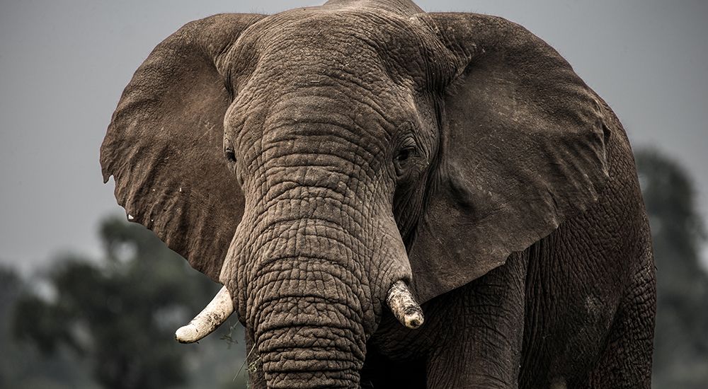 African Elephant close up.