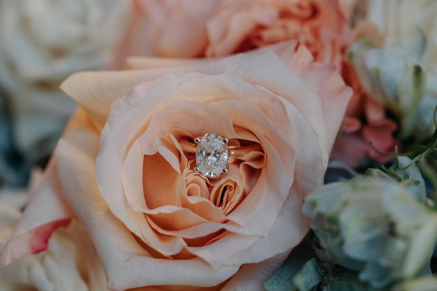 A diamond engagement ring nestled in the center of a blush pink rose bloom.