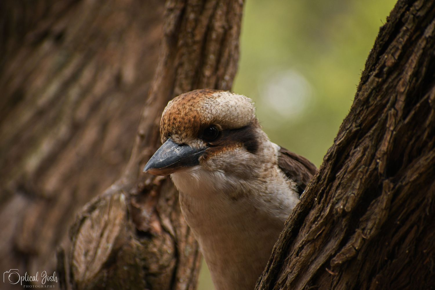 Close-up portrait of a kookaburra bird perched between tree branches with a blurred background.