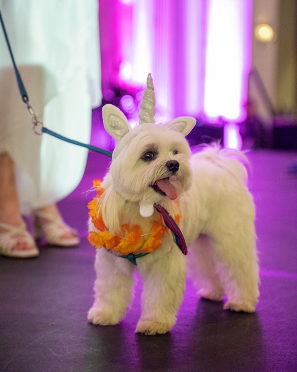 Small white dog wearing orange tutu costume on leash at indoor event.