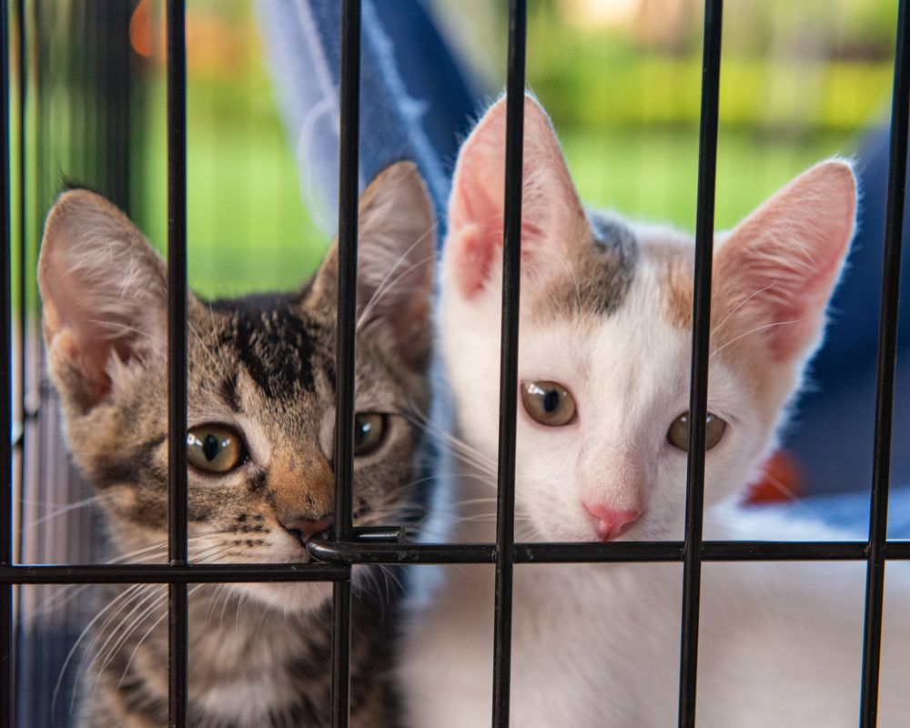 Close up of two cats peering through cage bars, one tabby and one white.