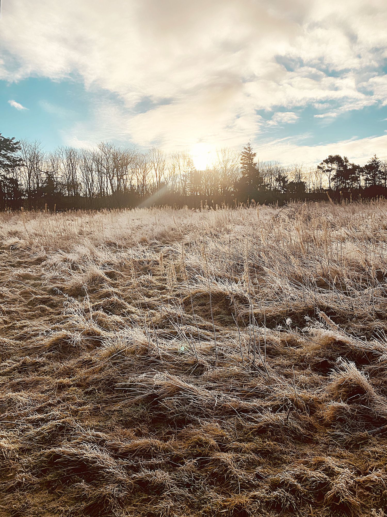 Serene nature scene with soft sunlight filtering through trees, creating a peaceful, calming atmosphere for therapeutic photography sessions