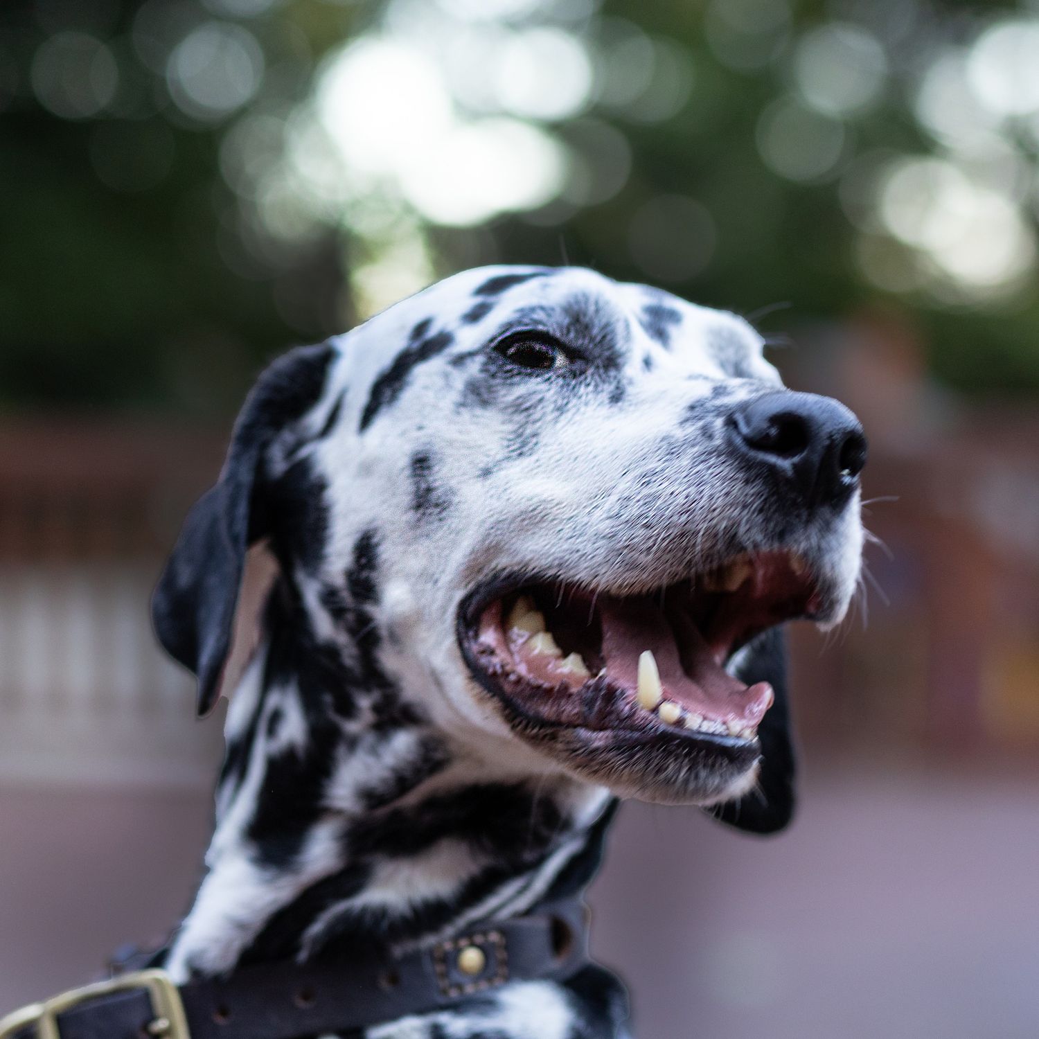 Smiling Dalmatian dog shown in close-up profile with blurred background.