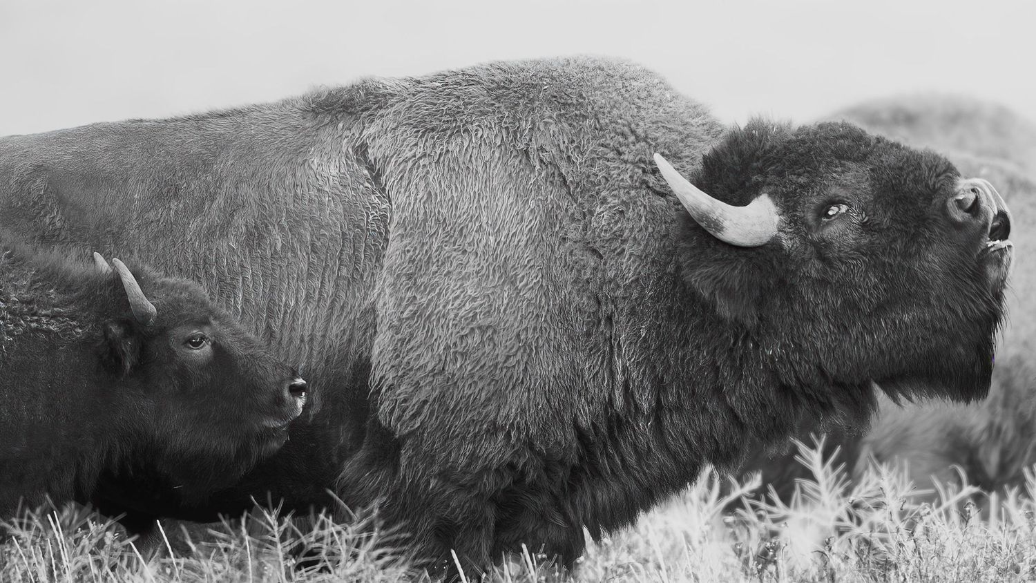 A close-up view of two American bison resting in long grass with their distinctive dark fur and horns visible.