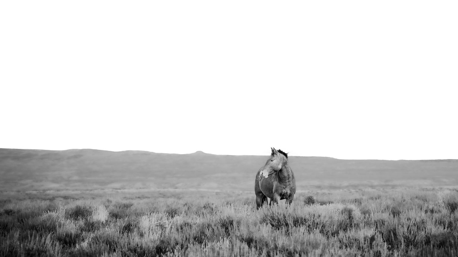 A lone wild horse stands in a vast grassland landscape captured in monochrome.