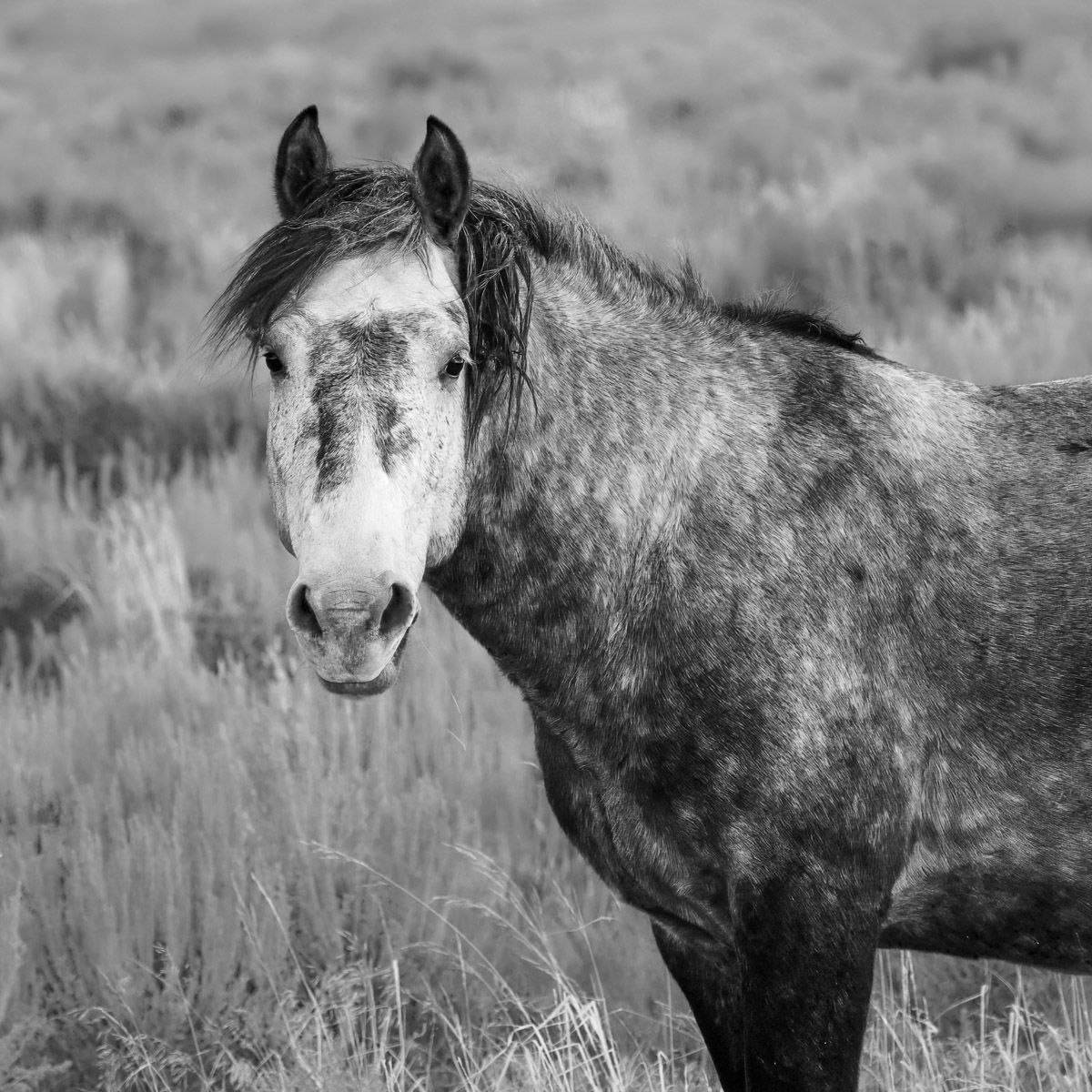 A dappled gray horse stands in a rustic field, captured in black and white with striking details of its muzzle and coat.