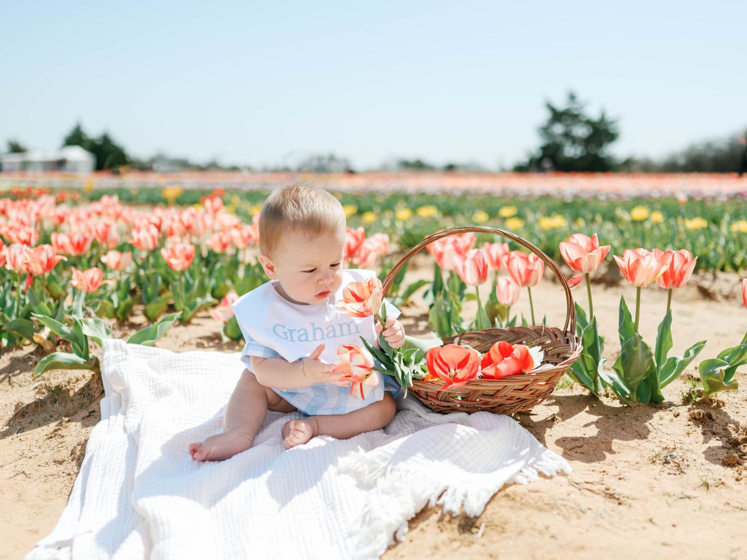 A baby sits on a white blanket among blooming coral and pink tulips in a sunny spring garden field.