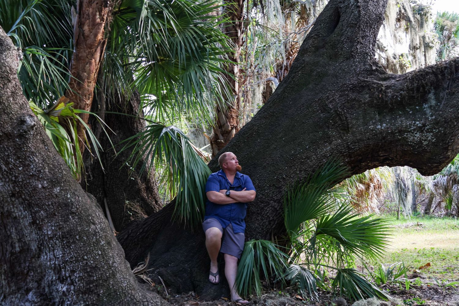 Joe peers down the branch of a large tree in Odessa Florida.