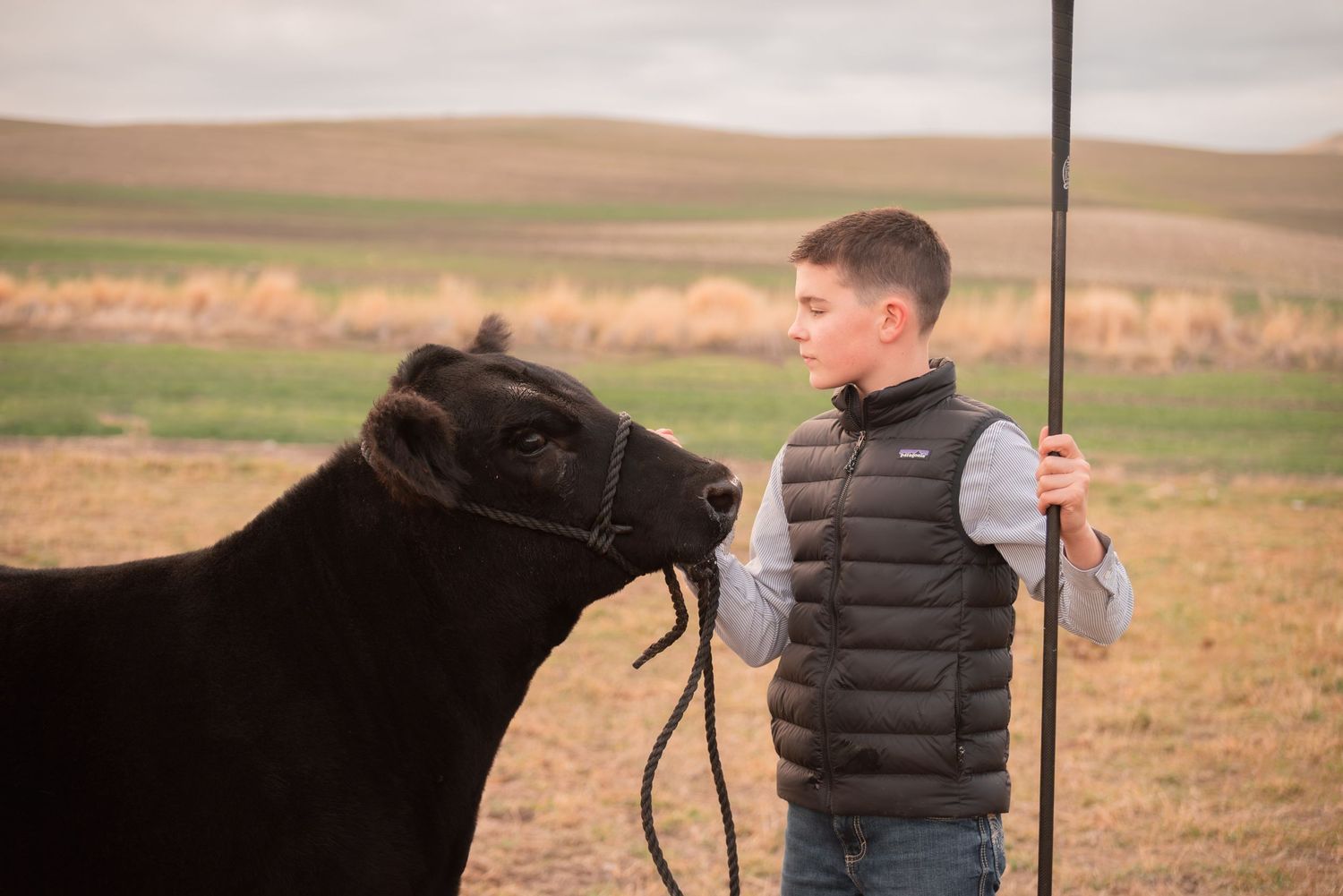 livestock show steer photos with warm editing
