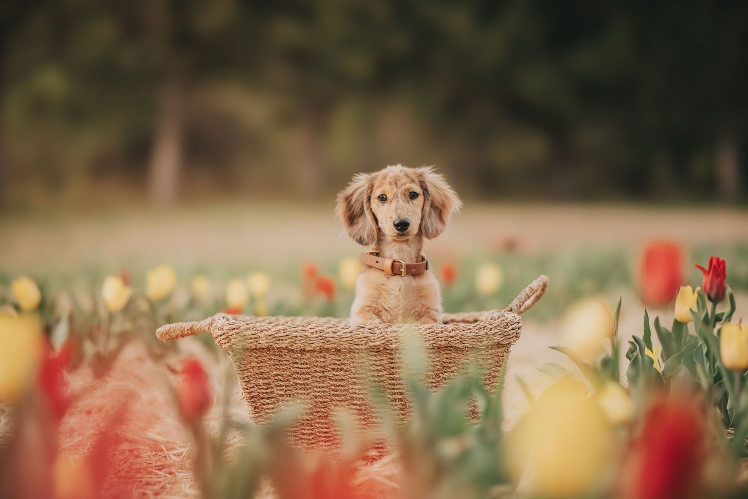 A golden dachshund puppy sits in a wicker basket surrounded by red and yellow tulips in a lush garden.