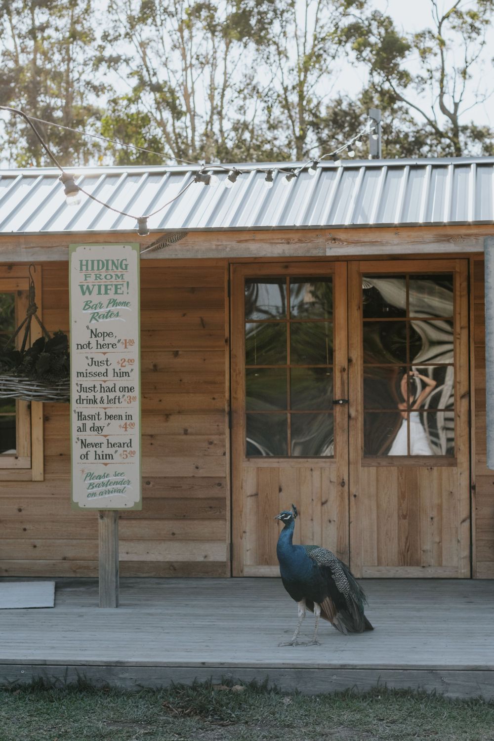 A peacock stands on a wooden deck outside a rustic timber cabin with a humorous hiding from wife sign.