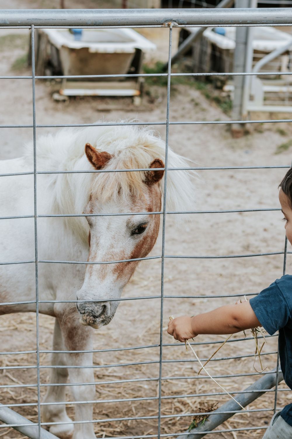 Child feeding hay to a white and brown miniature pony through a metal gate fence at a farm.