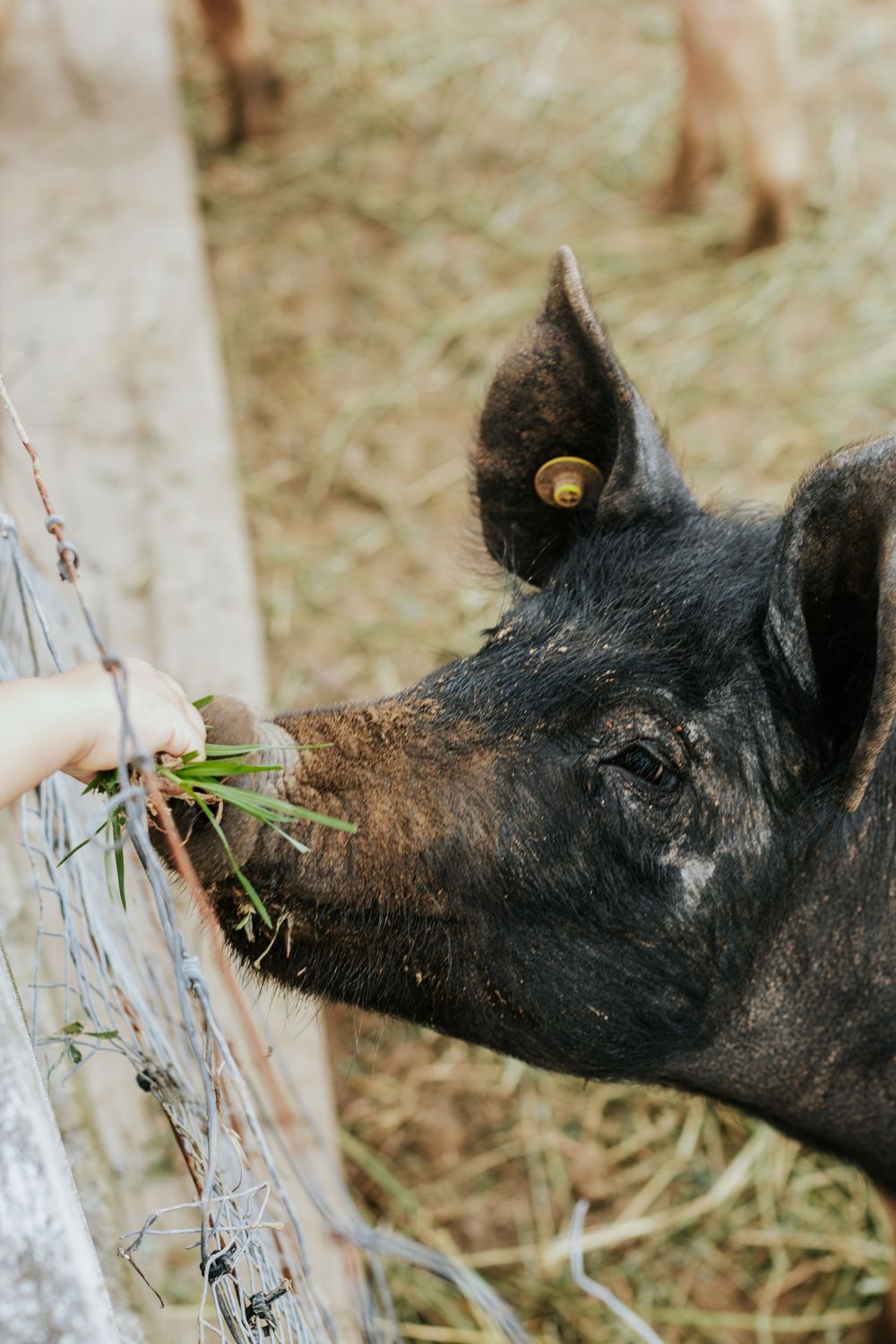 A black pig with yellow ear tag being hand-fed fresh green grass through a wire fence on a farm.