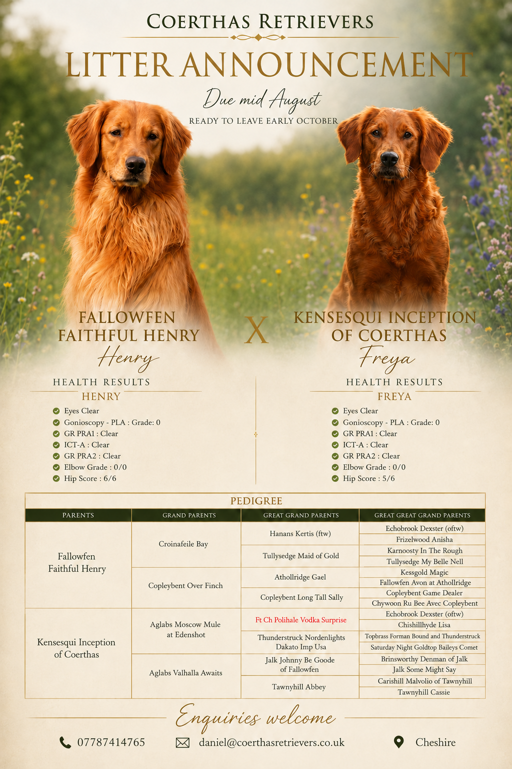 Health Tested Champion Working Golden Retriever Puppies Cheshire