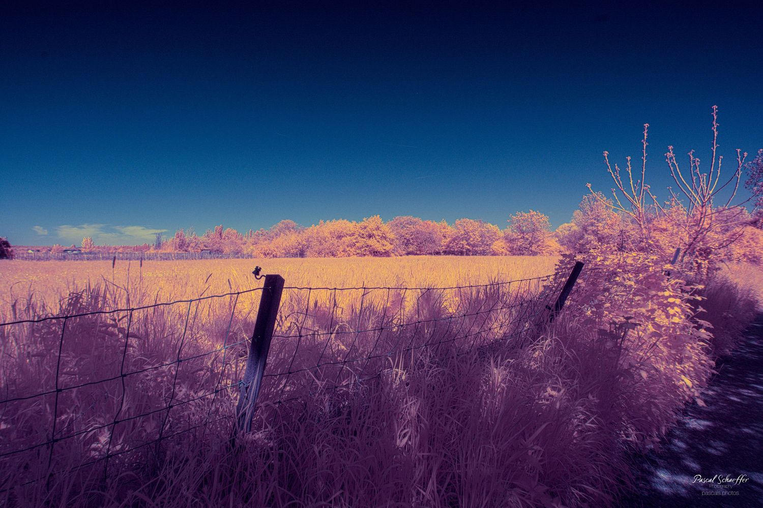 Infrared rural scene featuring a pink fence line, golden meadow, and vivid deep blue sky.