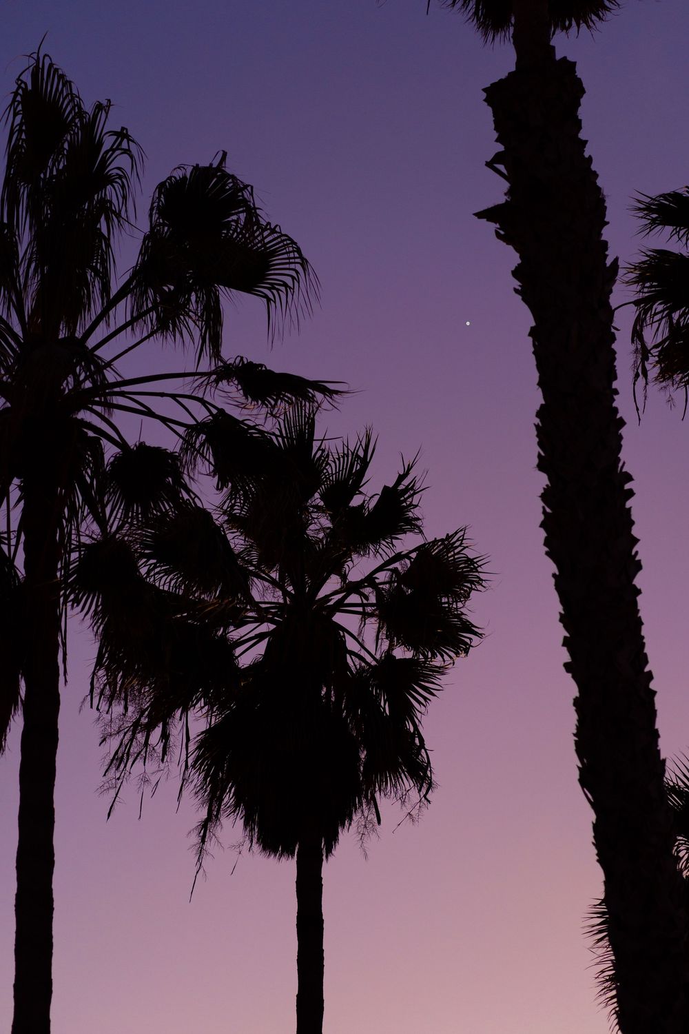 Silhouettes of palm trees against a purple and pink twilight sky with a faint star visible.