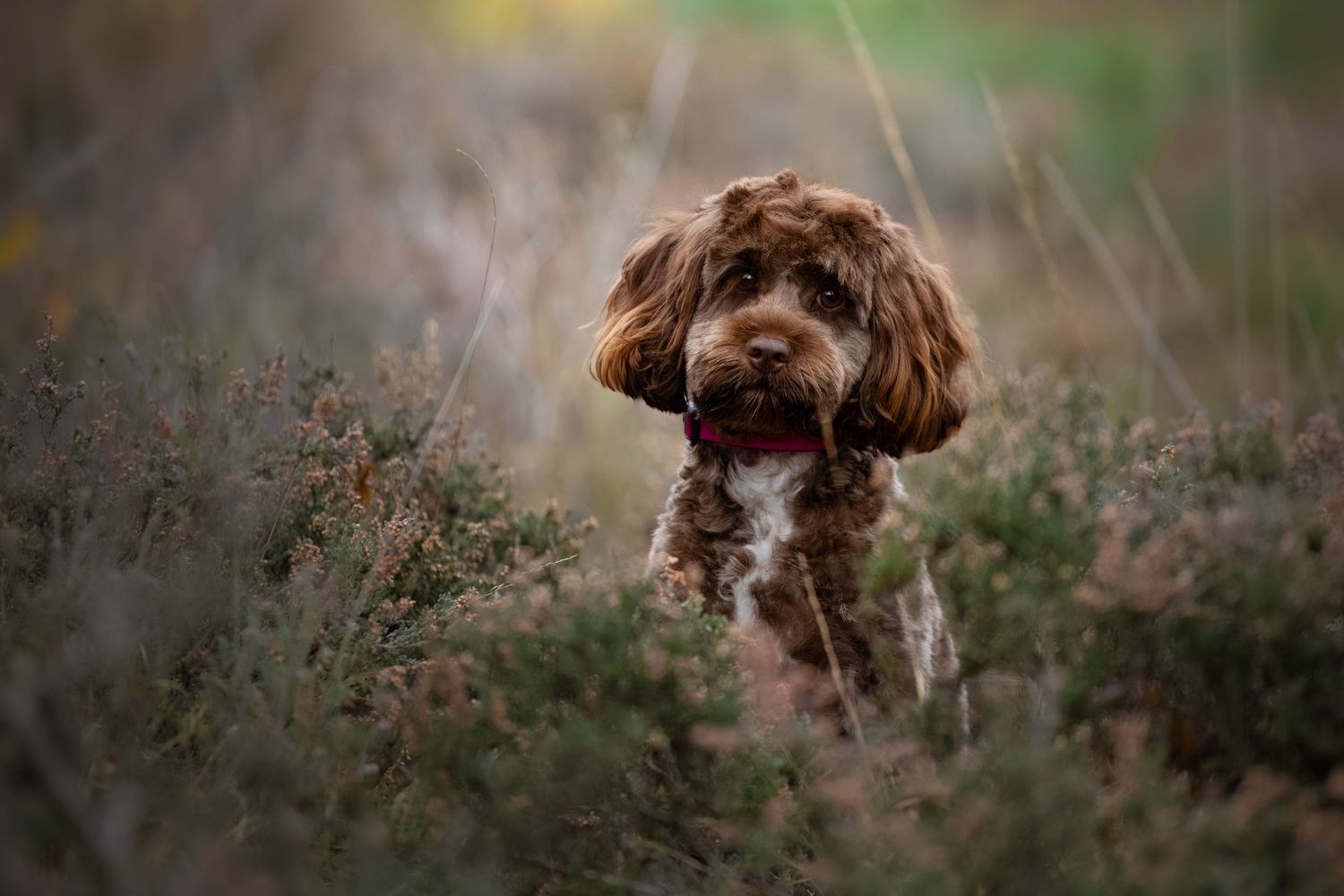 dog photography