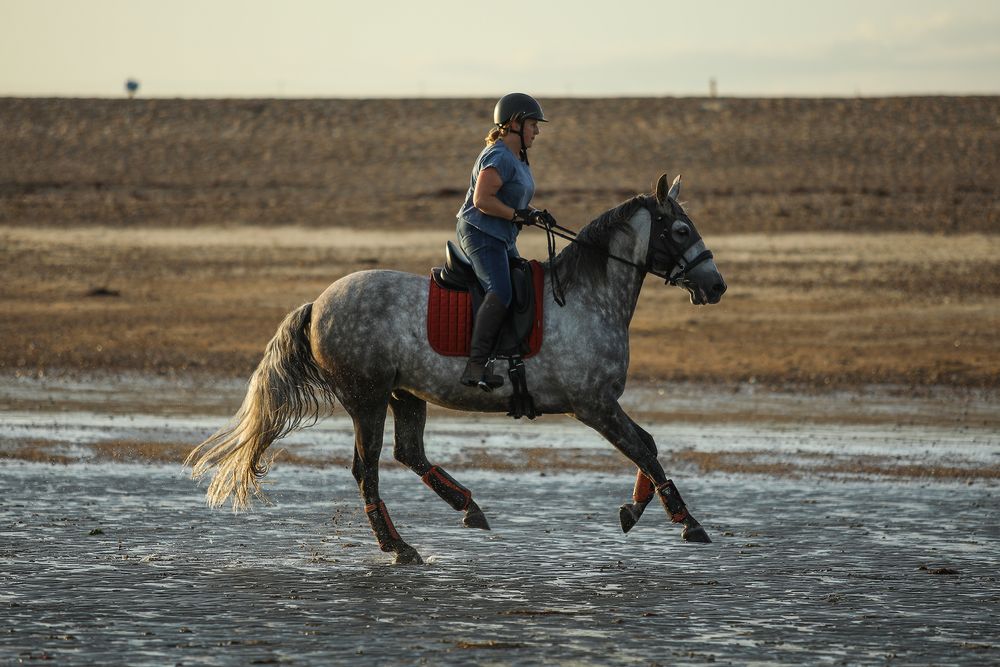 horse photography