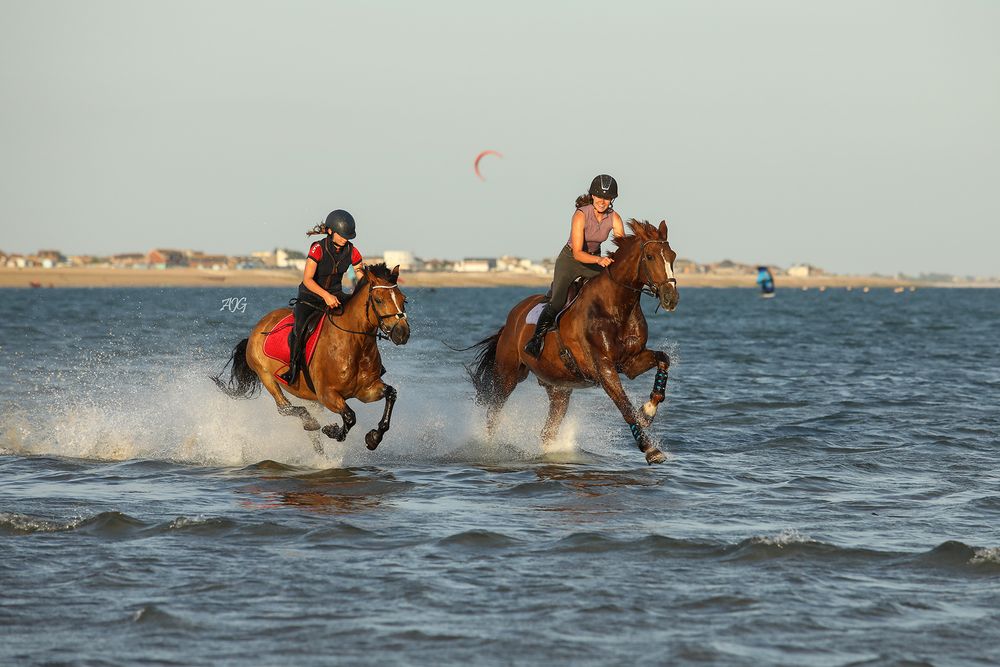 horse photography