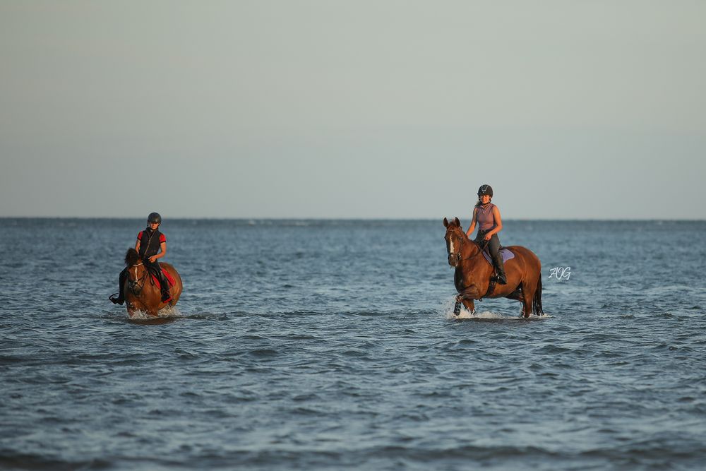 horse photography