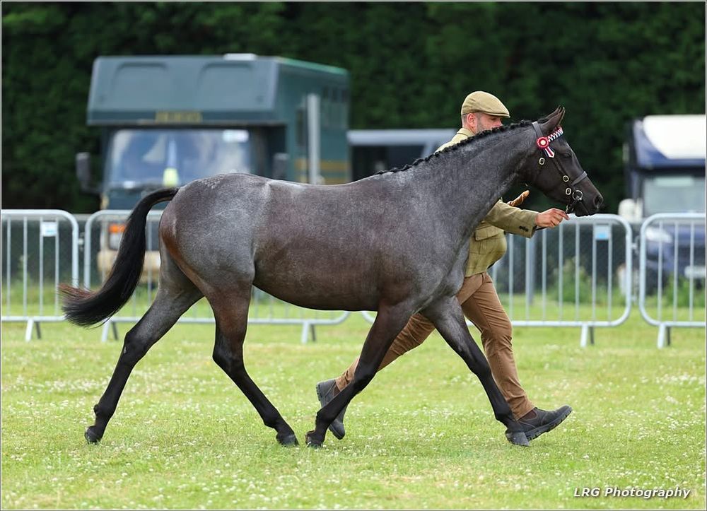 horse photography