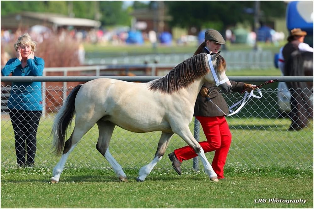 horse photography