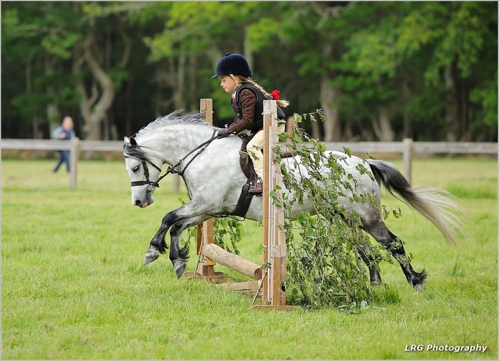 horse photography
