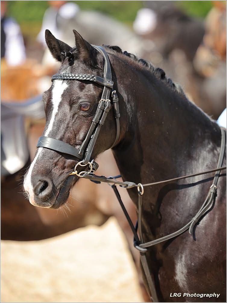 horse photography
