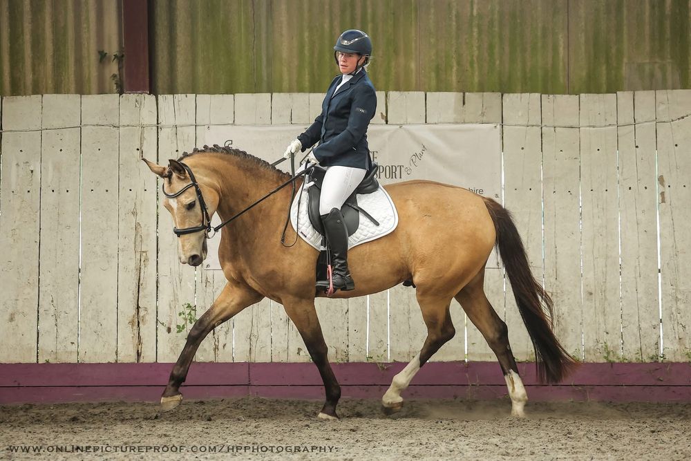 horse photography