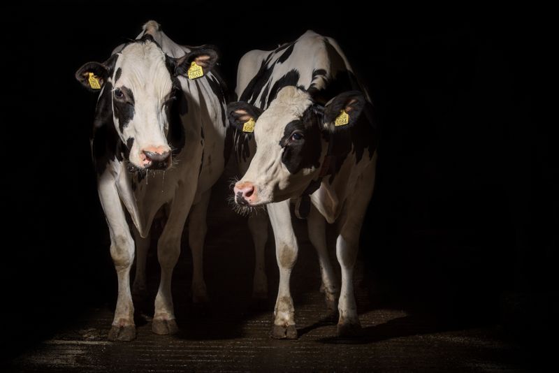 Black and white dairy cows standing in dramatic lighting.