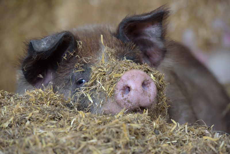 Young piglets resting together on hay bedding in a barn.