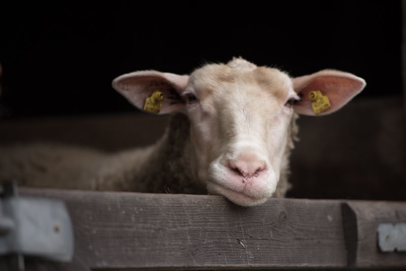 Close-up views of white goats lying down in straw.