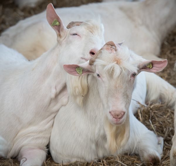 White goats resting together on straw bedding.