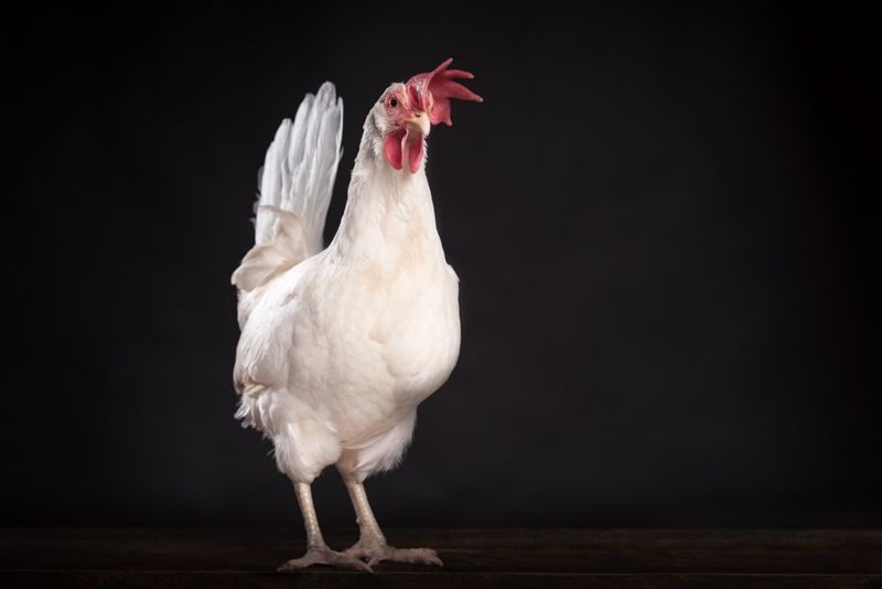 White chickens posing against a dark background.