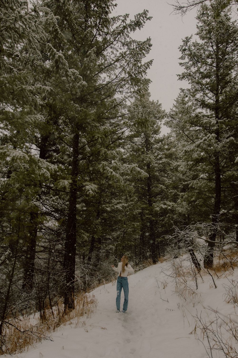 A solitary figure walks along a snowy trail through a wintry evergreen forest on a misty winter day.