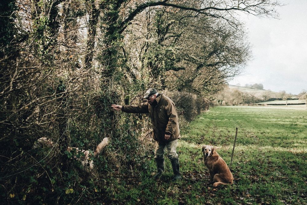 Pheasant shooting reportage photo of picker upper sending his dogs into woodland to retrieve every shot bird