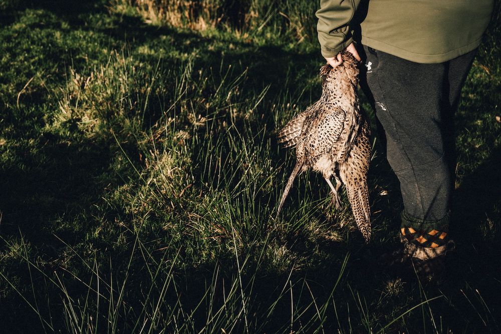 Pheasant shooting reportage photo of retrieved bird