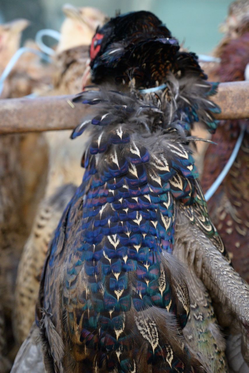 Pheasant shooting reportage photo of retrieved bird