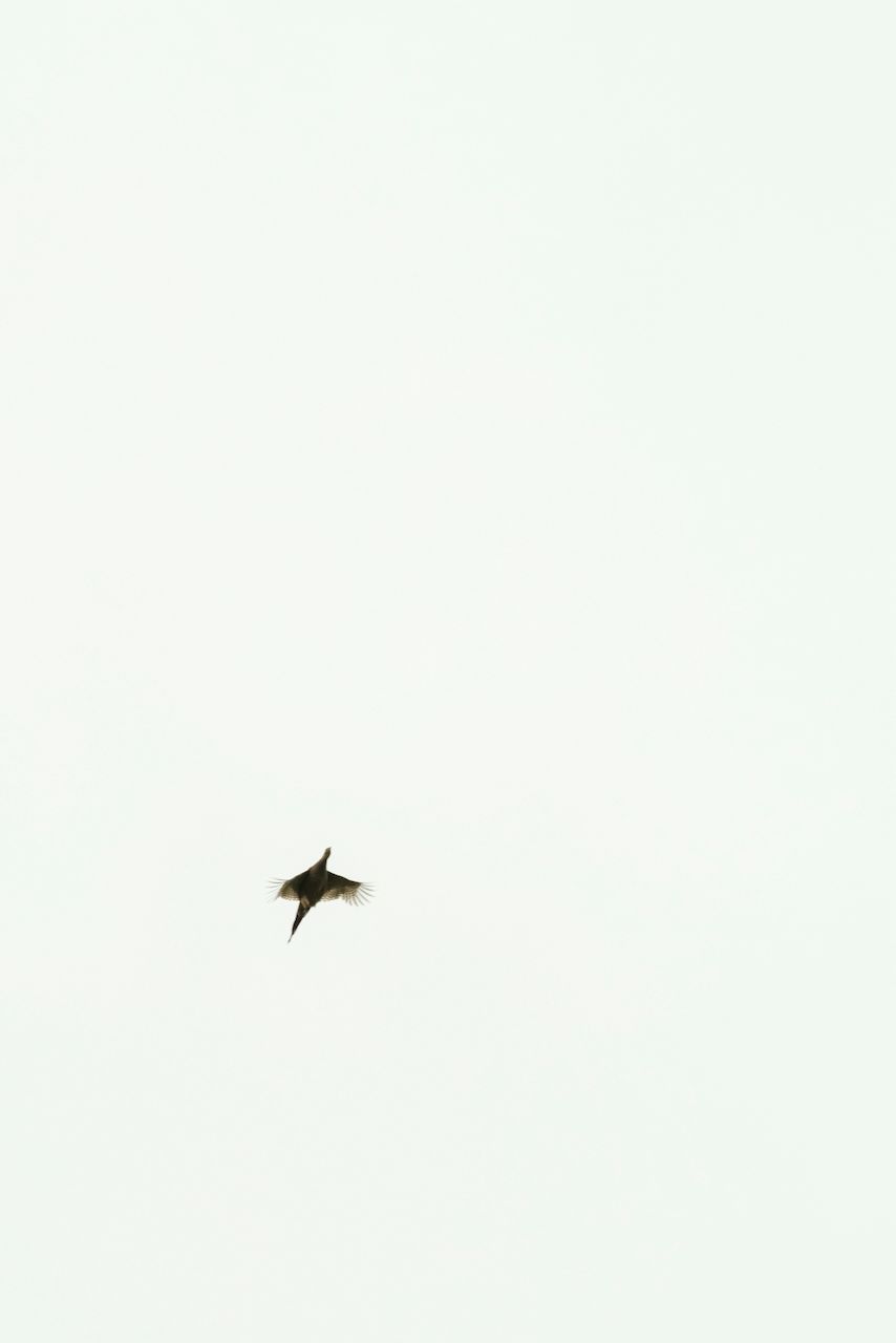 Pheasant shooting reportage photo of pheasant soaring high above the guns, Exmoor is known for some of the most challenging words in the UK
