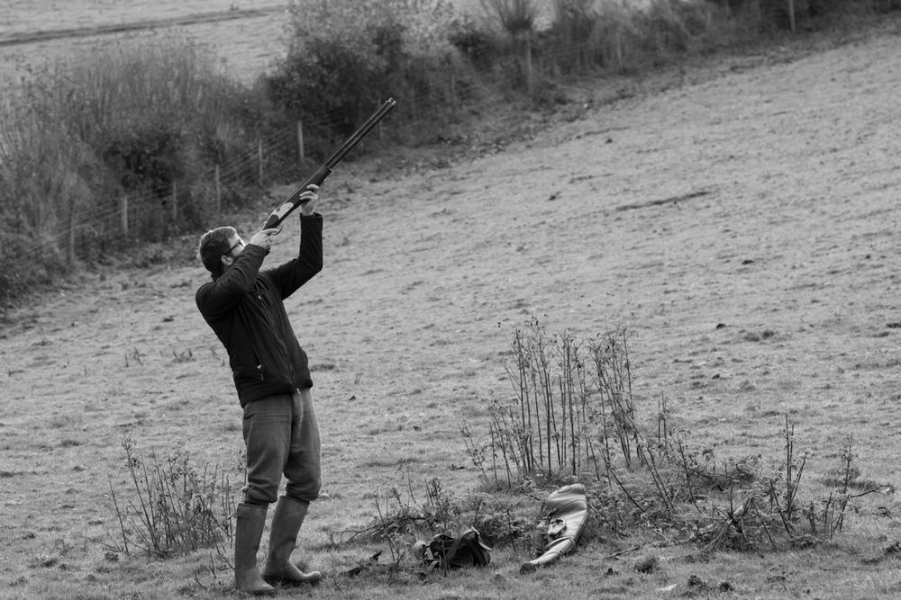 Pheasant shooting reportage photo of gun shooting high birds over exmoor