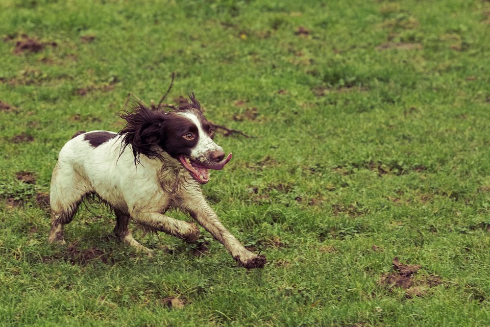 Pheasant shooting reportage photo of spaniel running to retrieve bird