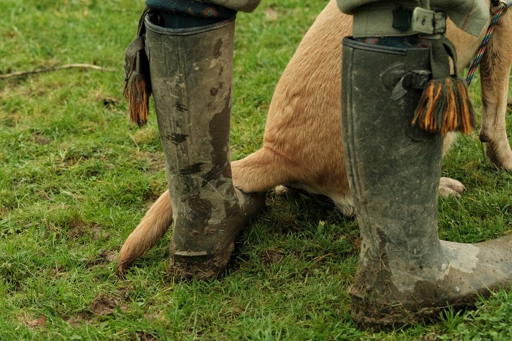 Pheasant shooting reportage photo of Gun waiting for the drive to start with Labrador dog who will pick up shot birds