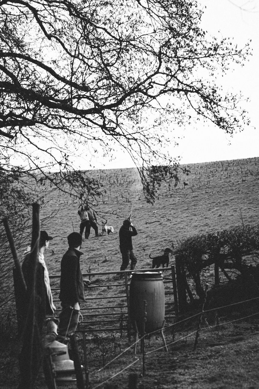 Pheasant shooting reportage photo of shooting line