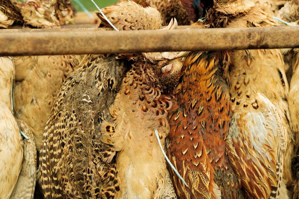 Pheasant shooting reportage photo of retrieved bird