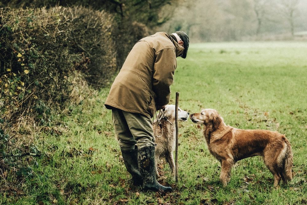Pheasant shooting reportage photo of picker upper sending his dogs into woodland to retrieve every shot bird