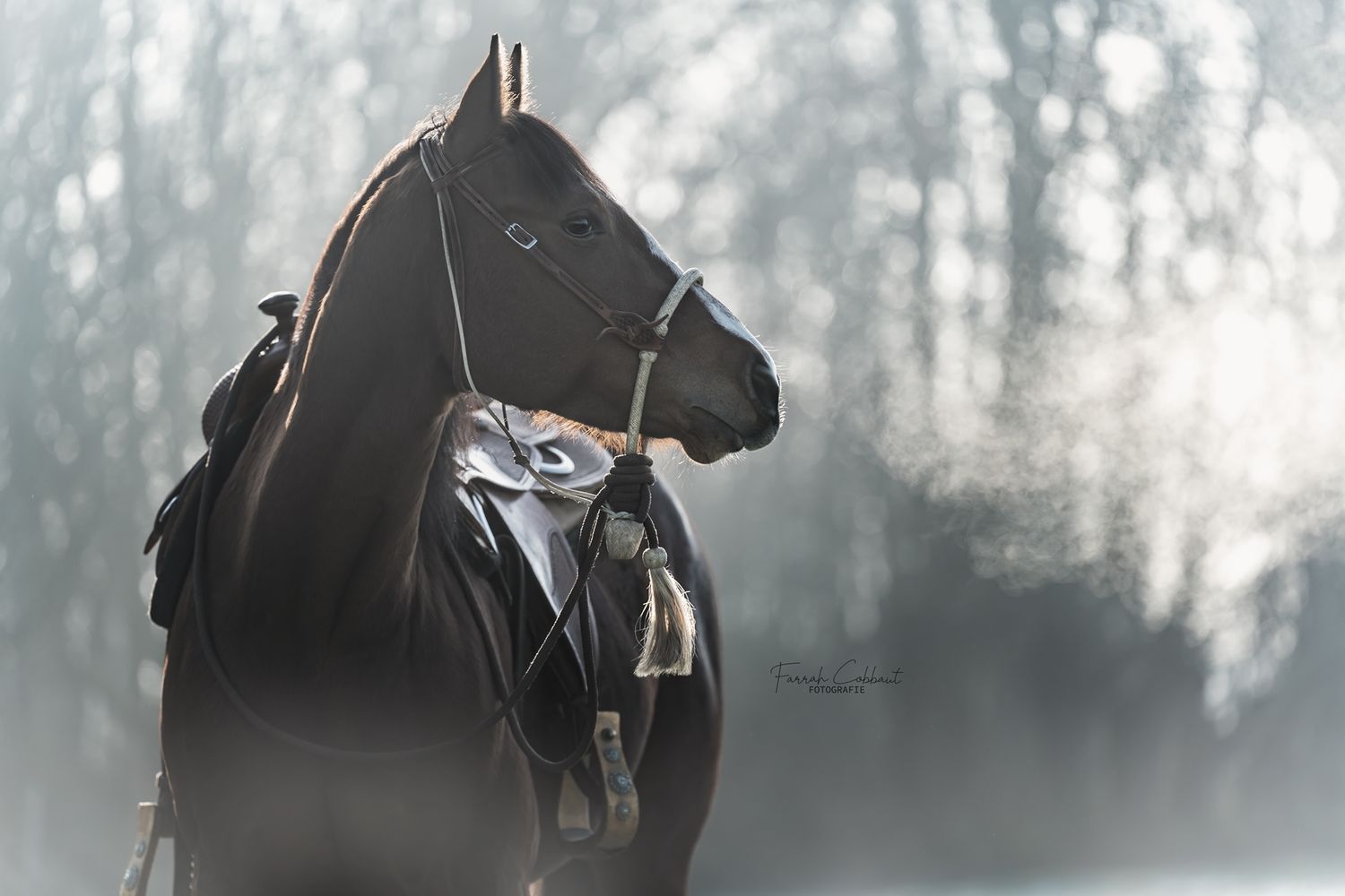 Paardenfotografie - bosal