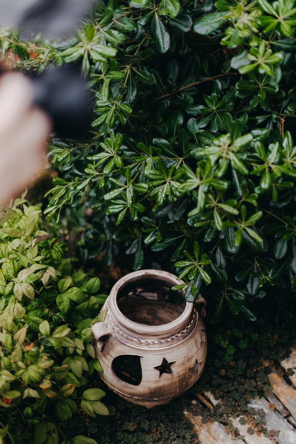 Decorative ceramic lantern with star cutout placed among lush green foliage.