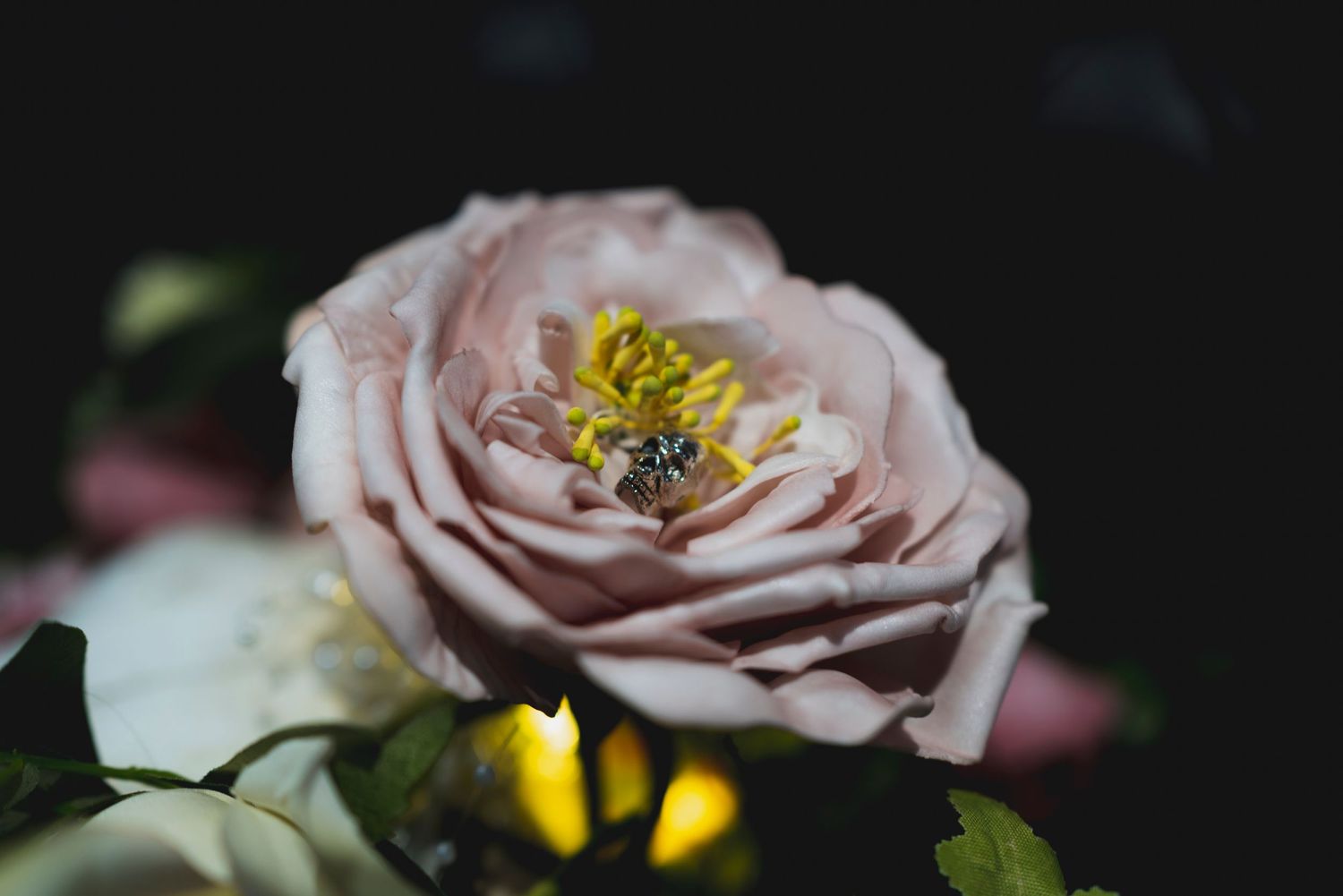 Close-up of a pale pink garden rose with yellow center in dramatic lighting.