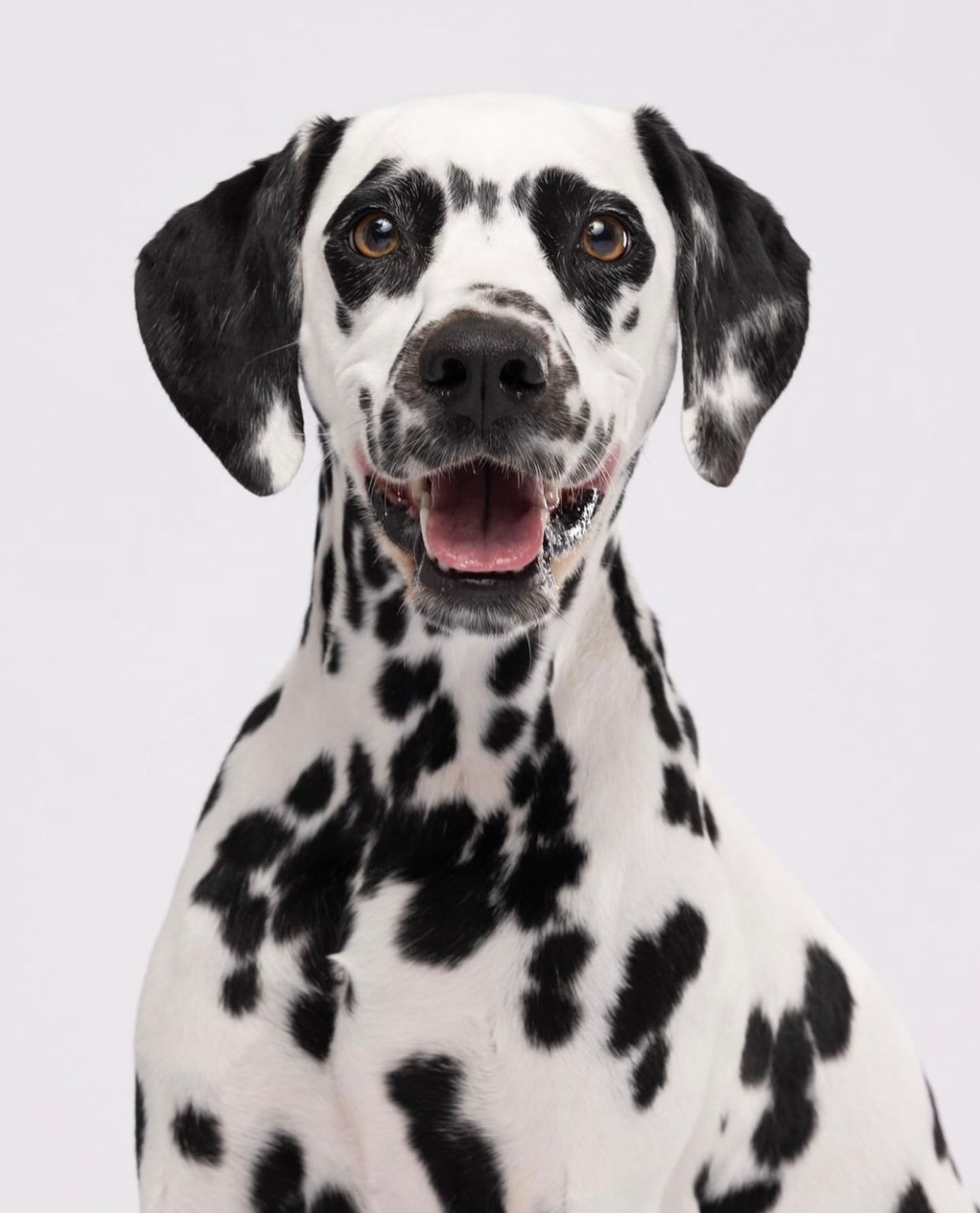 Close-up portrait series of Dalmatian dog showing spotted black and white face.